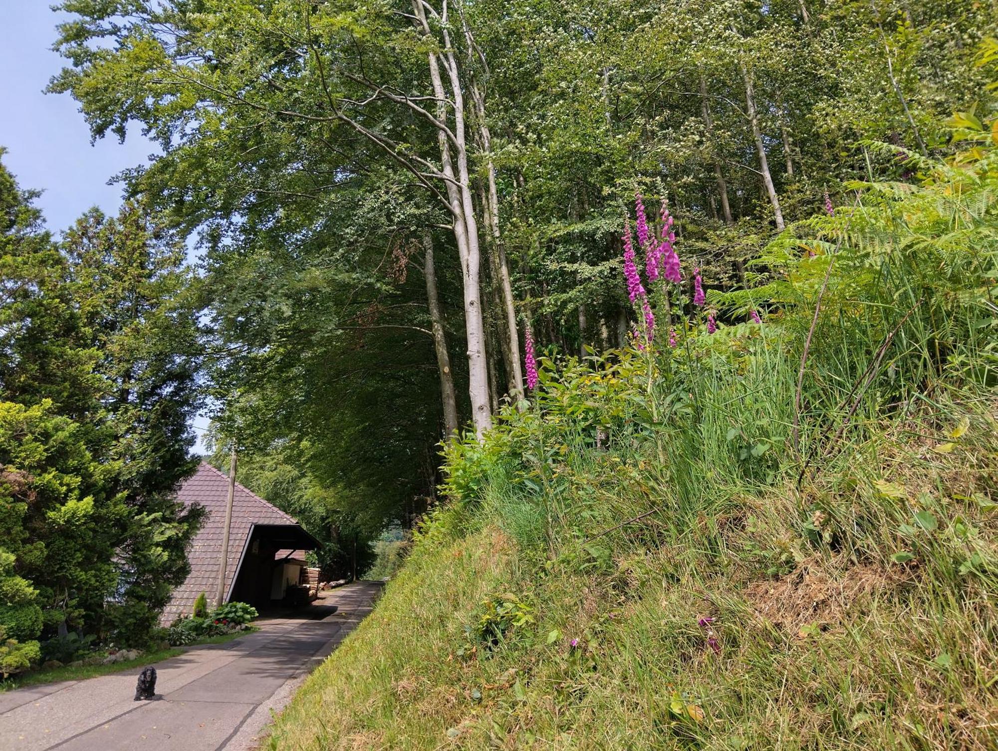 Haus "Guck - Ins - Tal" Lejlighed Sasbachwalden Eksteriør billede